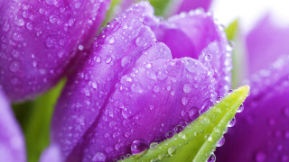 Purple flower water droplets macro - a purple flower free wallpaper