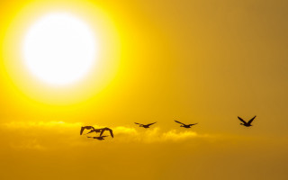 Birds sunset sky clouds plane - a few bird free wallpaper