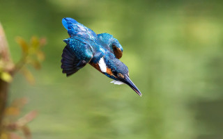 Blue bird flying white chest - a blue bird free wallpaper