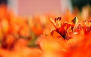 Orange flowers pink building autumn - orange flower free wallpaper