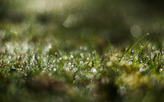 Grass water drops bokeh macro - a blurry background of grass and grass free wallpaper