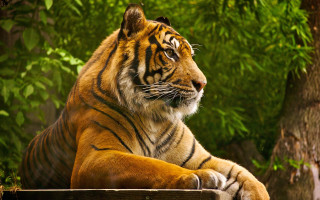 Sumatran tiger wooden bench nature - a tree and bushes free wallpaper