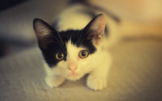 Black white cat yellow eyes 8 - yellow eye free wallpaper