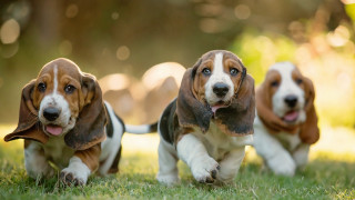 Three dogs running grass open - one dog free wallpaper