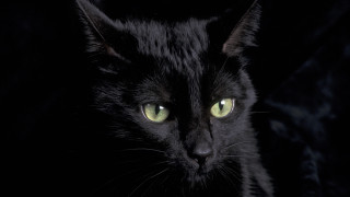 Black cat green eyes gothic 8 - a black cat free wallpaper