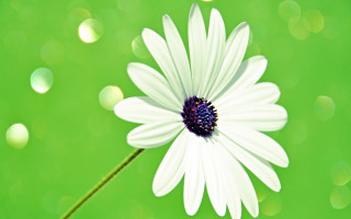 White flower purple center green - a purple center free wallpaper
