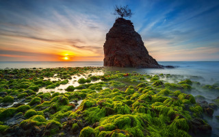 Rock formation tree ocean moss - the rock free wallpaper