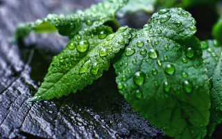 Leaf water droplets macro nature 3 - a close up of a leaf free wallpaper