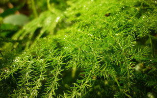 Green plant water droplets macro 9 - moss free wallpaper
