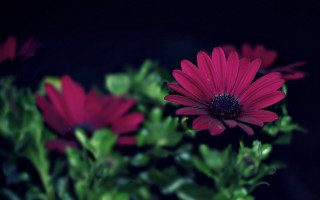 Flower closeup darkbackground blur bokeh - a blurry image of a flower free wallpaper