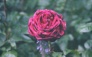 Red rose green leaves blurry 6 - a blurry background of leaves free wallpaper
