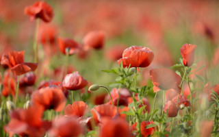Red flower field bokeh blurry 2 - the foreground and a blurry background free wallpaper