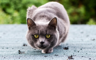 Cat bluegrass greeneye motionblur depthfield - a green eye free wallpaper
