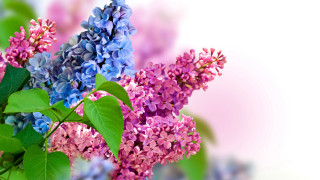 Purple blue flower blurry background - background free wallpaper for desktop