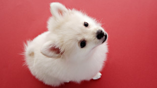 Small white dog red floor - a red wall free wallpaper