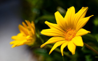 Yellow flower macro blurry background - a yellow flower free wallpaper