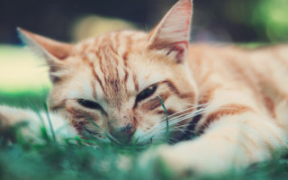 Sad cat in grass carlos 4 - something free wallpaper