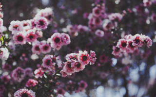 Pink cherry blossoms wisteria spring - pink flower free wallpaper