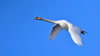 White swan flying blue sky - its beak open free wallpaper
