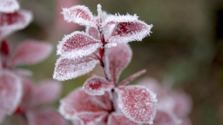 Frosted plant macro winter blurry 2 - frost free wallpaper