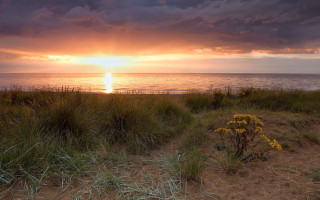 Sunset ocean grass flowers matte - the foreground and a body of water free wallpaper