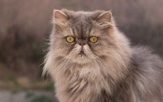 Longhaired cat serious yelloweyes neoplasticism - serious free wallpaper