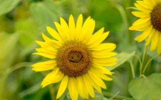 Sunflower cheerful macro ecological field - a green leafy area free wallpaper