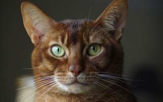 Cat green eyes serious shiba - sumatraism free wallpaper
