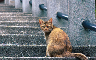 Cat stairs serious eyes cityscape - a serious look free wallpaper
