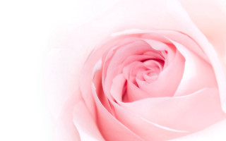 Pink rose macro closeup flower - soft free wallpaper