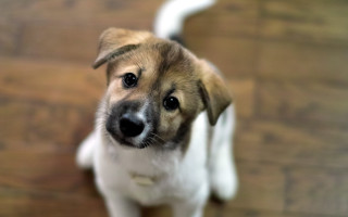 Shiba inu looking up wood - a wooden floor free wallpaper