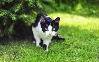 Black cat walking grass tree - grass free wallpaper