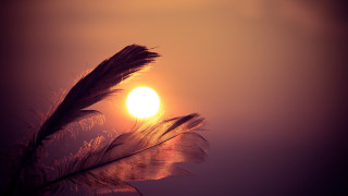 Feather sun purple pink magic - a feather free wallpaper