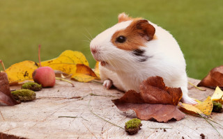 Hamster tree stump autumn leaves - a tree stump free wallpaper