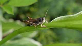 Bug leaf sunlight macro nature - free nature wallpaper