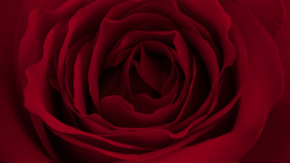 Red rose white border neo - rose free wallpaper