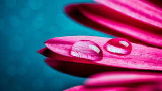 Pink flower water drops bokeh - circle free wallpaper