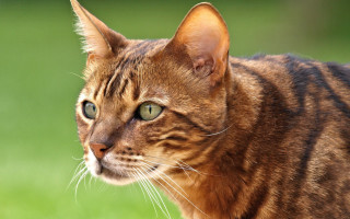 Green eyed cat looking grass - sumatraism free wallpaper