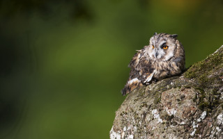 Small owl on branch green - a small owl free wallpaper