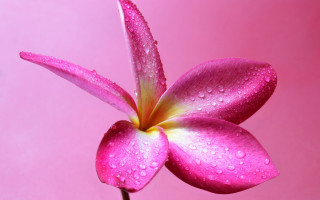 Pink flower water droplets macro 21 - petal free wallpaper