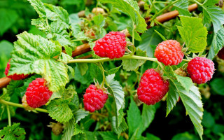 Raspberry bush green leaves red - the branch free wallpaper