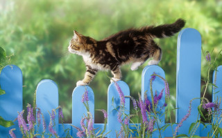 Cat fence purple flowers green - a green background behind free wallpaper