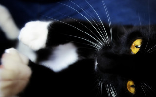 Black white cat yellow eyes 3 - a blue blanket free wallpaper