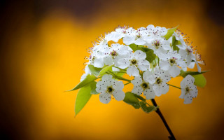White flower green leaves yellow - stem free wallpaper