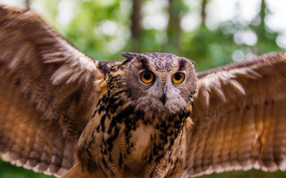 Large owl spread wings forest - sky in the background free wallpaper