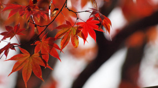 Red leaves autumn macro fall - the fall season free wallpaper