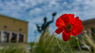 Red flower statue building bokeh - ann thetis blacker free wallpaper