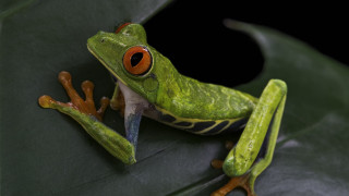 Green frog red eyes leaf 2 - a leaf free wallpaper