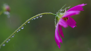 Pink flower water droplets macro 3 - a few other thing free wallpaper