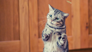 White cat pawing shiba inu - its hind leg free wallpaper